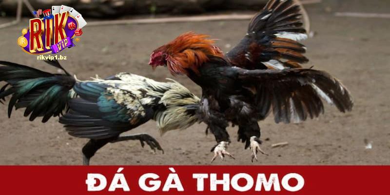 Đá gà Thomo được đông đảo người chơi ưa chuộng